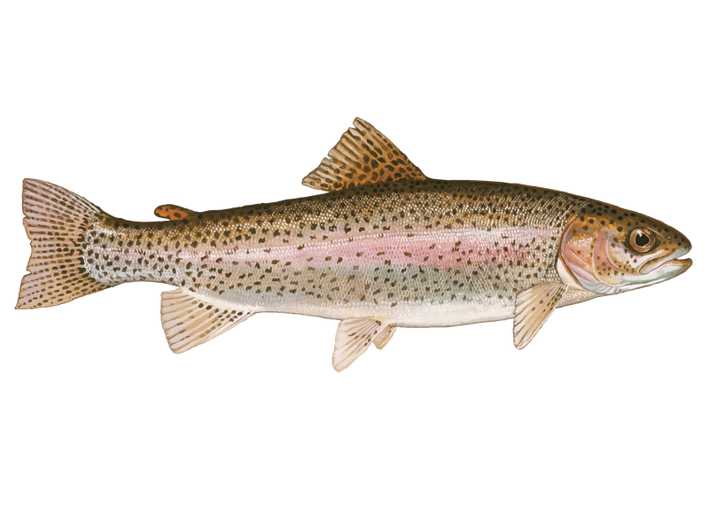 Rainbow trout, steelhead (Oncorhynchus mykiss)
