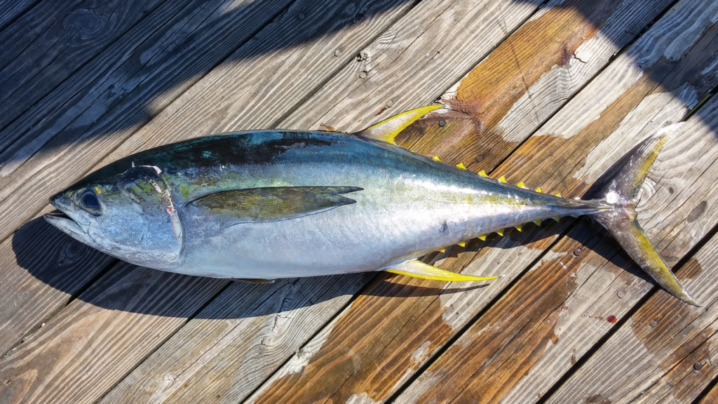 Yellowfin Tuna Facts (Thunnus albacares)