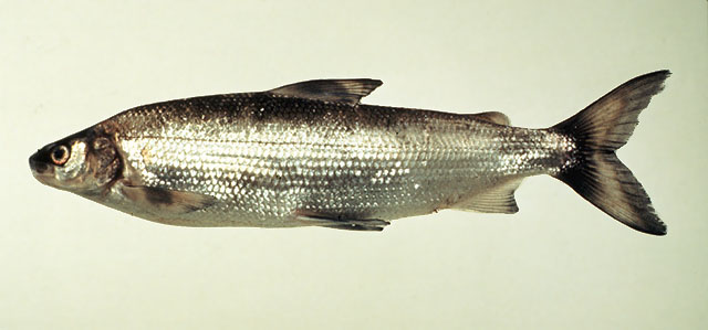 Whitefish