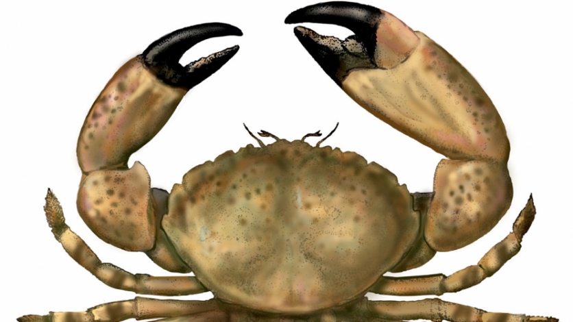 Spanner crab (Ranina ranina)