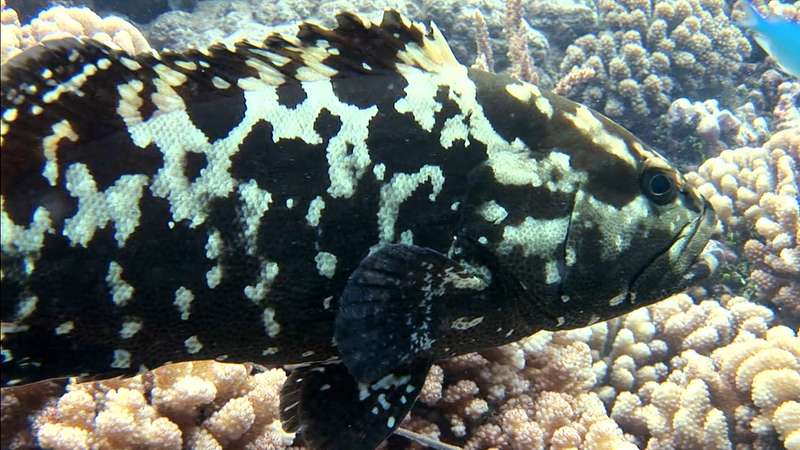 Flounder, sole
