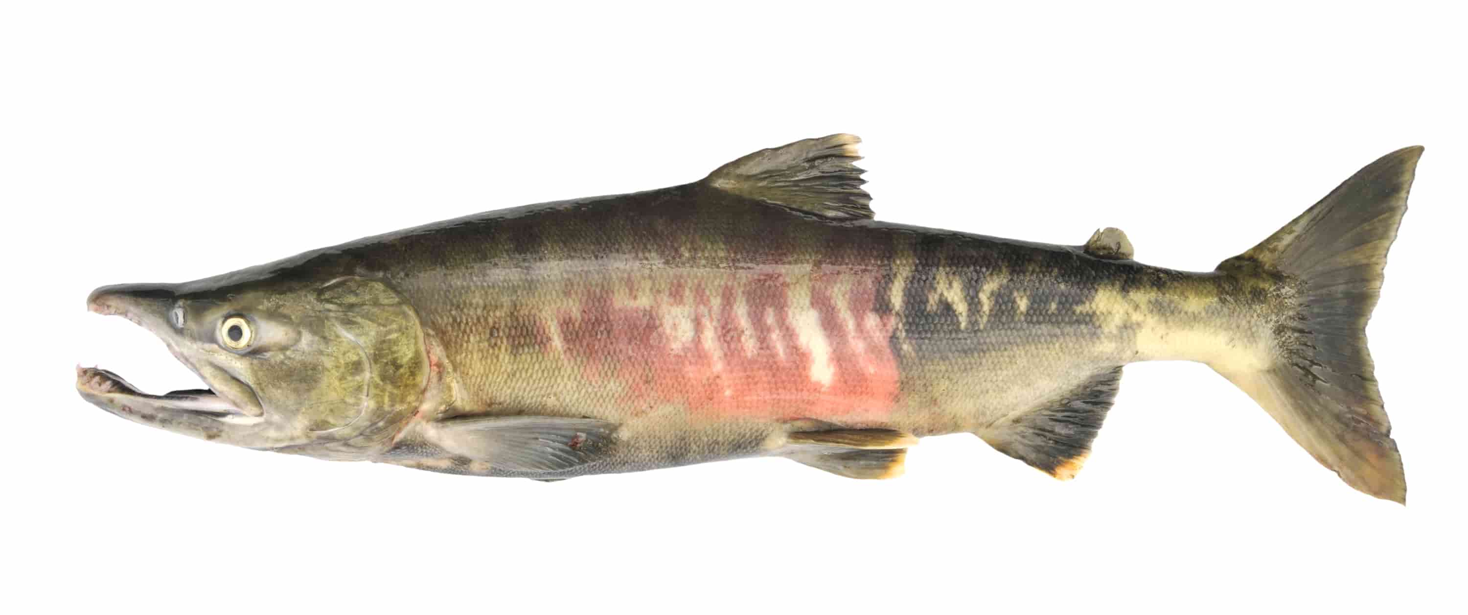 Chinook, king or spring salmon (Oncorhynchus tshawytscha)