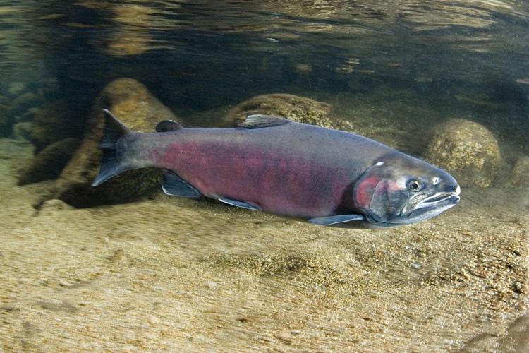https://caspianmonarque.com/wp-content/uploads/otherimages/fishdirectory/78_Coho%20or%20silver%20salmon1.jpg