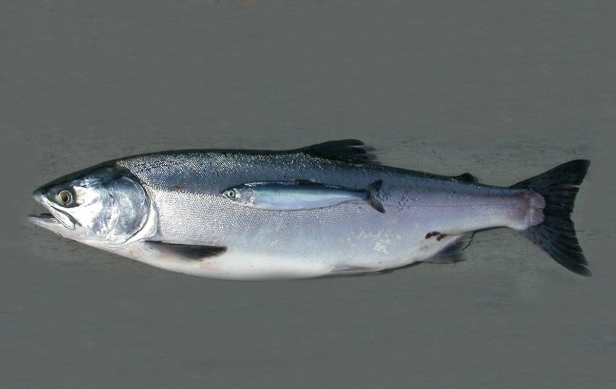 Tokishirazu 時不知 (Chum Salmon) The sleek, beautiful and gleaming silver  Tokishirazu is from Hokkaido. Tokishirazu is salmon caught from…