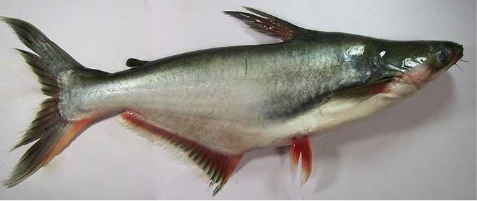 Basa, bocourti, bocourti fish; swai (Pangasius bocourti; P. hypophthalmus)